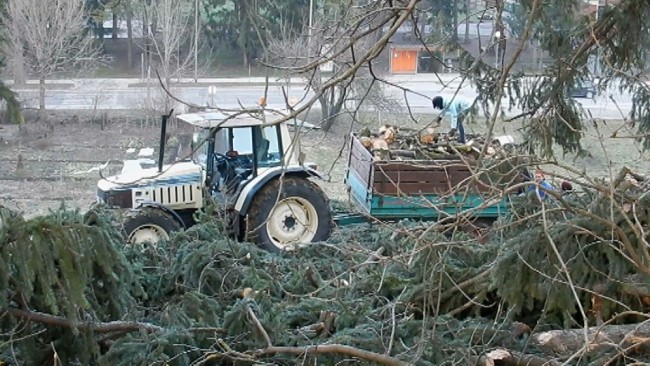 Podiranje dreves na grajskem hribu