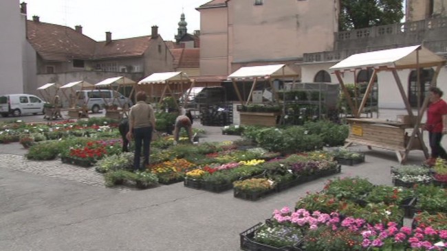 Cvetlicni sejam na trznici 2015