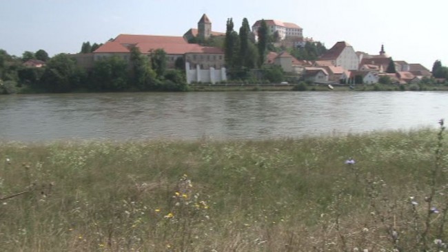 Visoka trava ob brežinah reke Drave