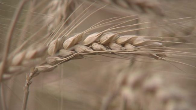 Pšenica kvalitetna, a pridelka manj kot v preteklih letih