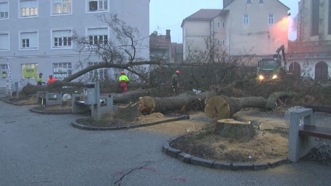 Podrtih sedem dreves na tržnici