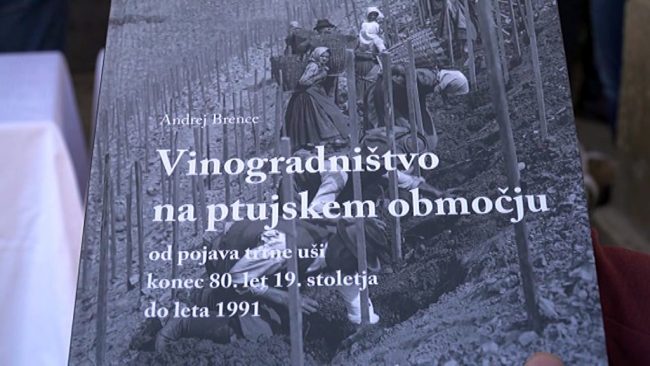 Vinogradništvo na ptujskem območju od pojava trtne uši konec 80. let 19. stoletja do leta 1991