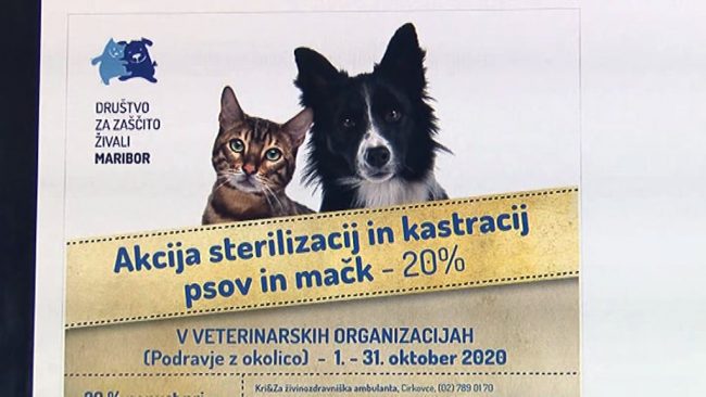 Sterilizacija in kastracija mačk in psov