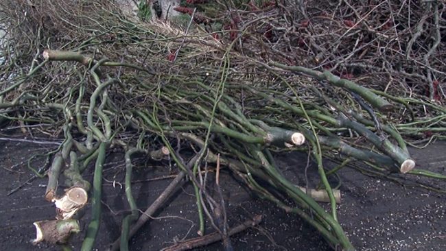 Zbiranje in odvažanje zelenega odreza