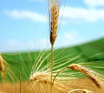 Odkup pšenice