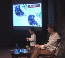 Predavanje o Savanskih šimpanzih