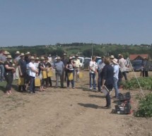 Dan krompirja Roko 2015