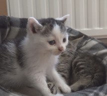 Pregled tedna, sobota 23. julij 2022