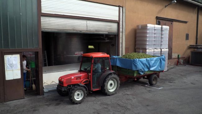 V Ptujski kleti nameravajo letos odkupiti 1,6 milijona kilogramov grozdja