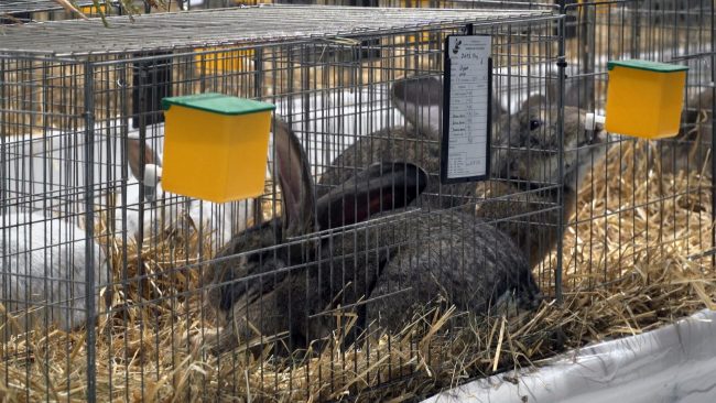 44. meddruštvena razstava malih pasemskih živali