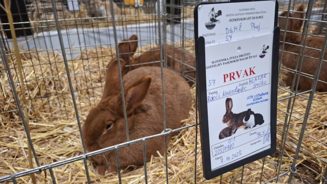Mednarodna razstava malih pasemskih živali in sobnih ptic
