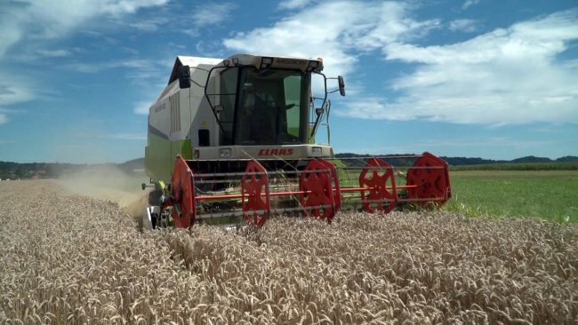 Delo Kmetijske zadruge Ptuj