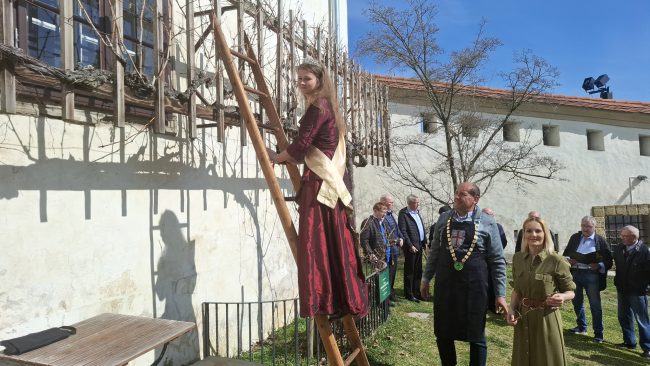 Rez trte na grajskem dvorišču