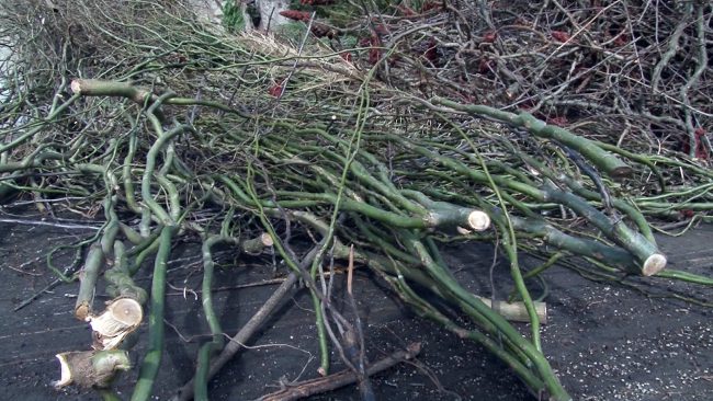 Akcija zbiranja zelenega odreza v Mestni občini Ptuj 2026