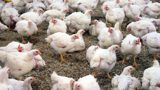 Perutnina Ptuj bo pomagala kmetom pri zagotavljanju boljše infrastrukture za rejo piščancev