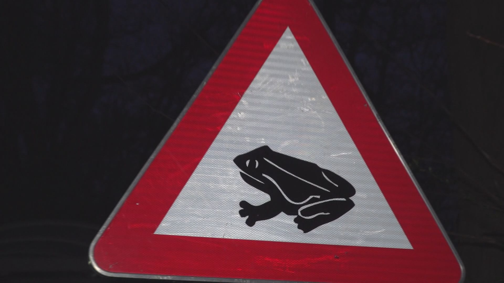 Ptujska kronika, sreda 1. april 2026