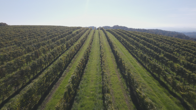 Neobdelani vinogradi
